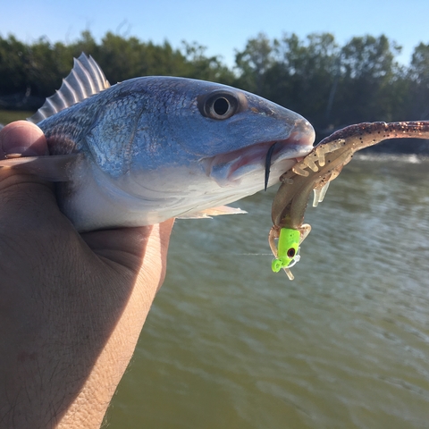 Redfish on Jig